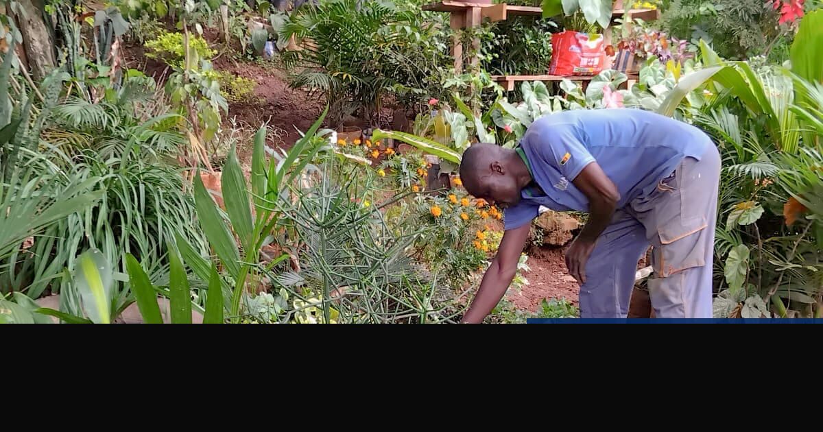 Yaoundé Volunteers Fight Back as Concrete Swallows the City's Green Spaces